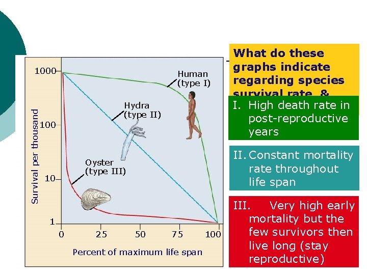 Survivorship curves Survival per thousand 1000 Human (type I) Hydra (type II) 100 II.