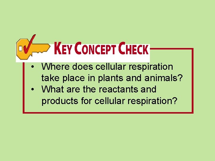  • Where does cellular respiration take place in plants and animals? • What