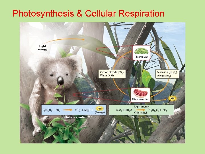 Photosynthesis & Cellular Respiration 