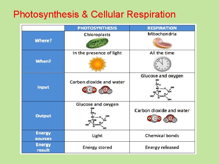 Photosynthesis & Cellular Respiration 