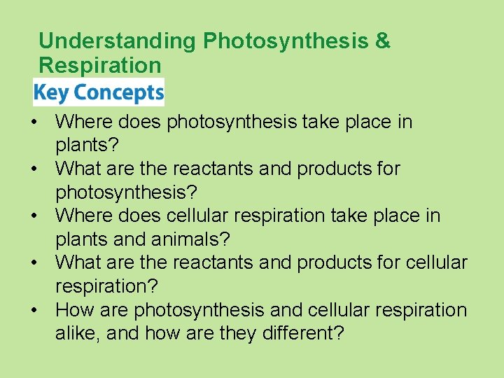 Understanding Photosynthesis & Respiration • Where does photosynthesis take place in plants? • What