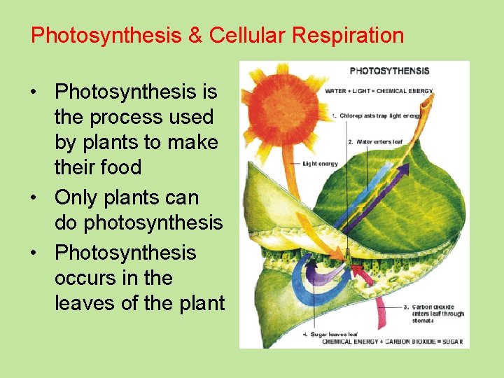 Photosynthesis & Cellular Respiration • Photosynthesis is the process used by plants to make