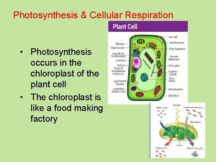 Photosynthesis & Cellular Respiration • Photosynthesis occurs in the chloroplast of the plant cell