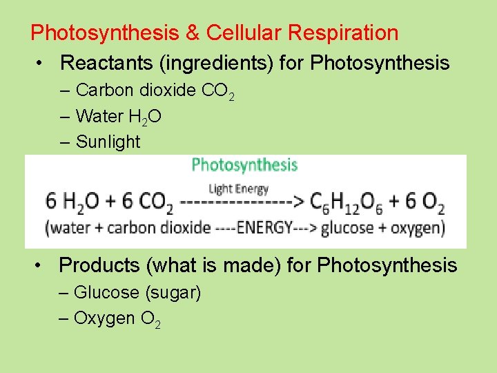 Photosynthesis & Cellular Respiration • Reactants (ingredients) for Photosynthesis – Carbon dioxide CO 2