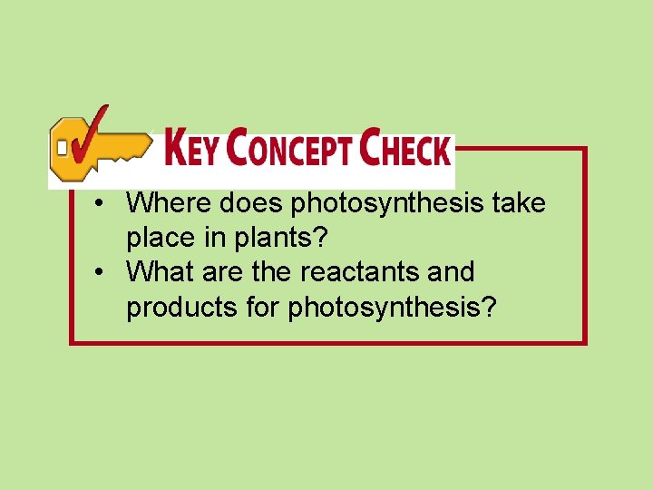  • Where does photosynthesis take place in plants? • What are the reactants