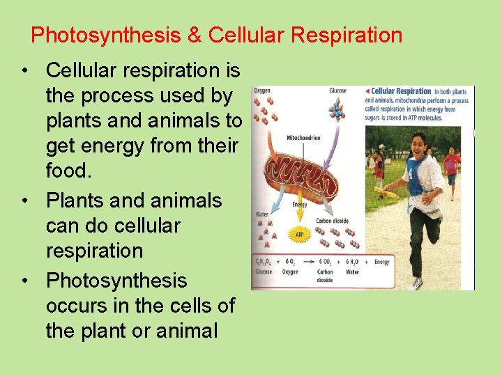 Photosynthesis & Cellular Respiration • Cellular respiration is the process used by plants and