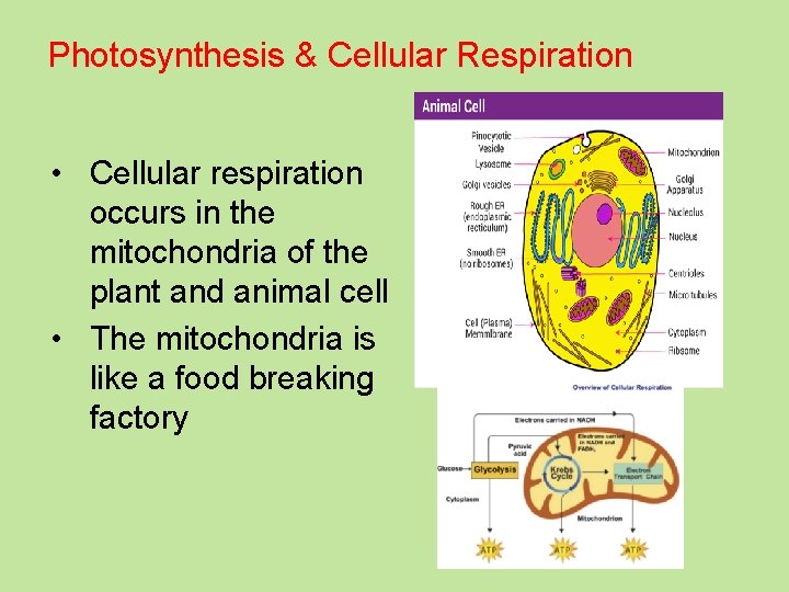 Photosynthesis & Cellular Respiration • Cellular respiration occurs in the mitochondria of the plant