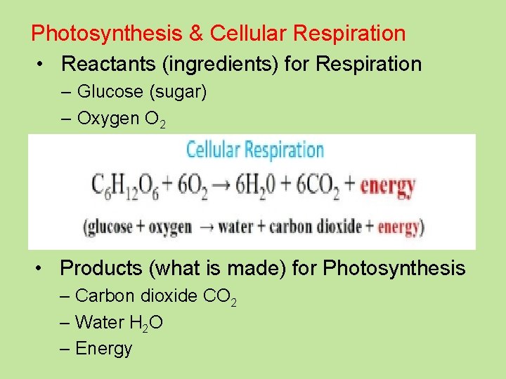 Photosynthesis & Cellular Respiration • Reactants (ingredients) for Respiration – Glucose (sugar) – Oxygen
