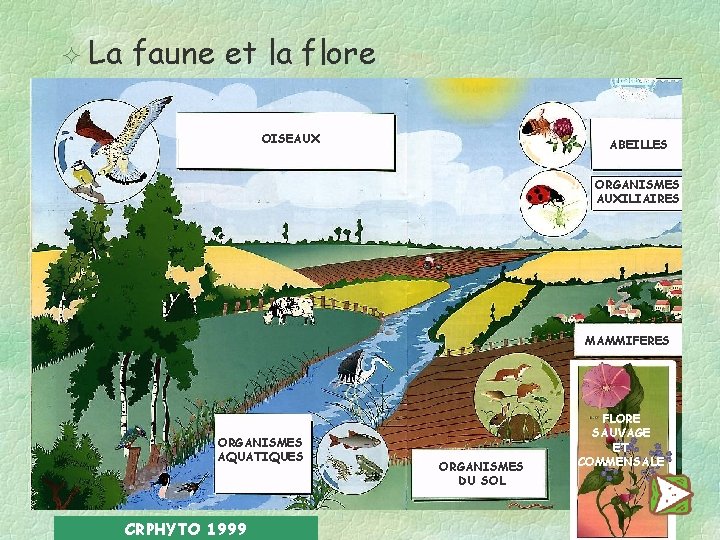 ² La faune et la flore OISEAUX ABEILLES ORGANISMES AUXILIAIRES MAMMIFERES ORGANISMES AQUATIQUES CRPHYTO