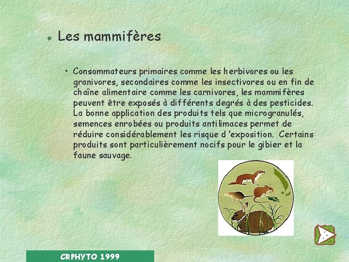 l Les mammifères • Consommateurs primaires comme les herbivores ou les granivores, secondaires comme