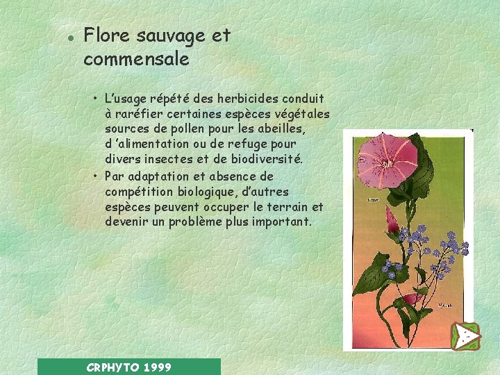 l Flore sauvage et commensale • L’usage répété des herbicides conduit à raréfier certaines