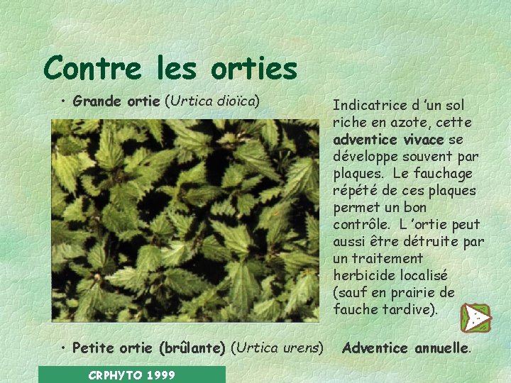 Contre les orties • Grande ortie (Urtica dioïca) • Petite ortie (brûlante) (Urtica urens)