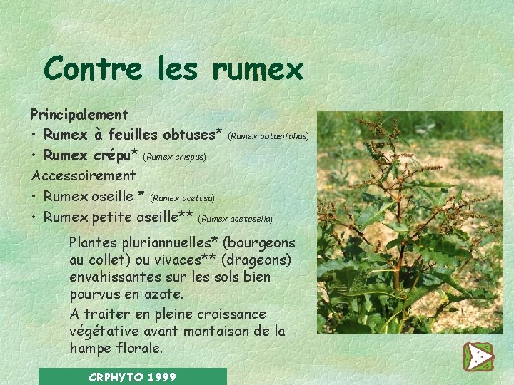 Contre les rumex Principalement • Rumex à feuilles obtuses* (Rumex obtusifolius) • Rumex crépu*