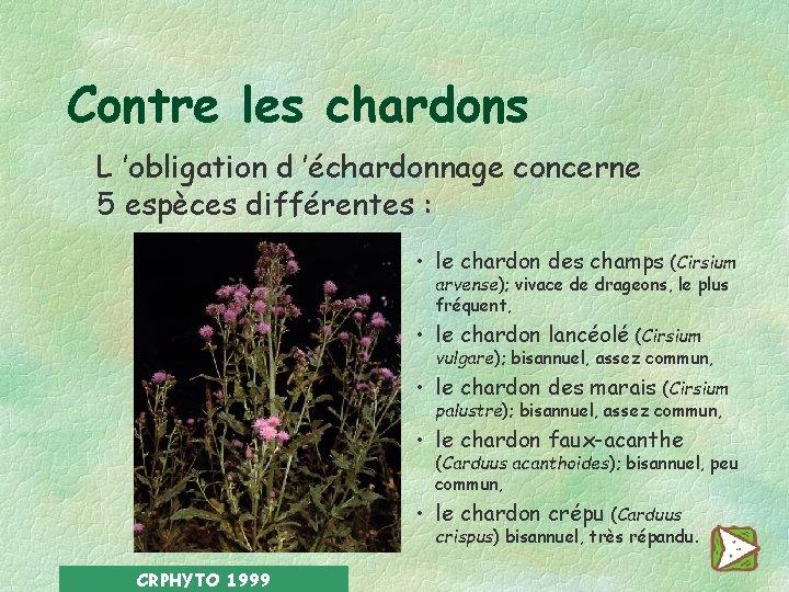 Contre les chardons L ’obligation d ’échardonnage concerne 5 espèces différentes : • le