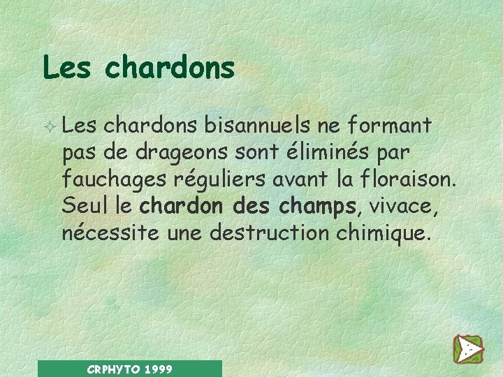 Les chardons ² Les chardons bisannuels ne formant pas de drageons sont éliminés par