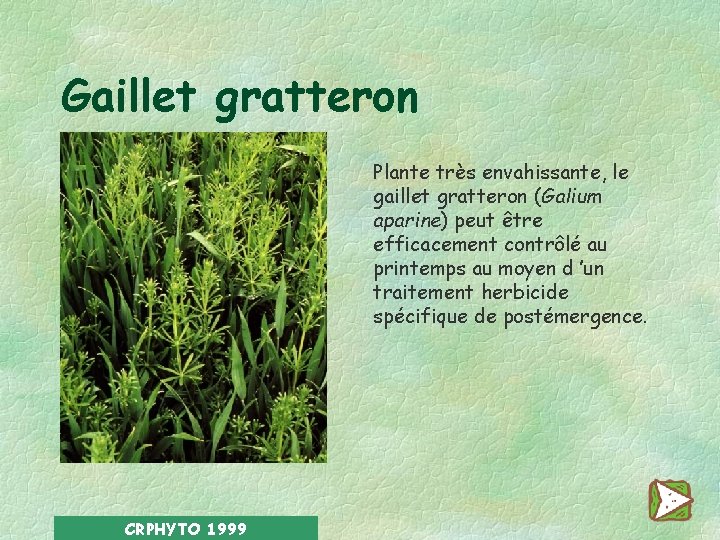 Gaillet gratteron Plante très envahissante, le gaillet gratteron (Galium aparine) peut être efficacement contrôlé