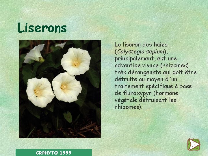 Liserons Le liseron des haies (Calystegia sepium), principalement, est une adventice vivace (rhizomes) très