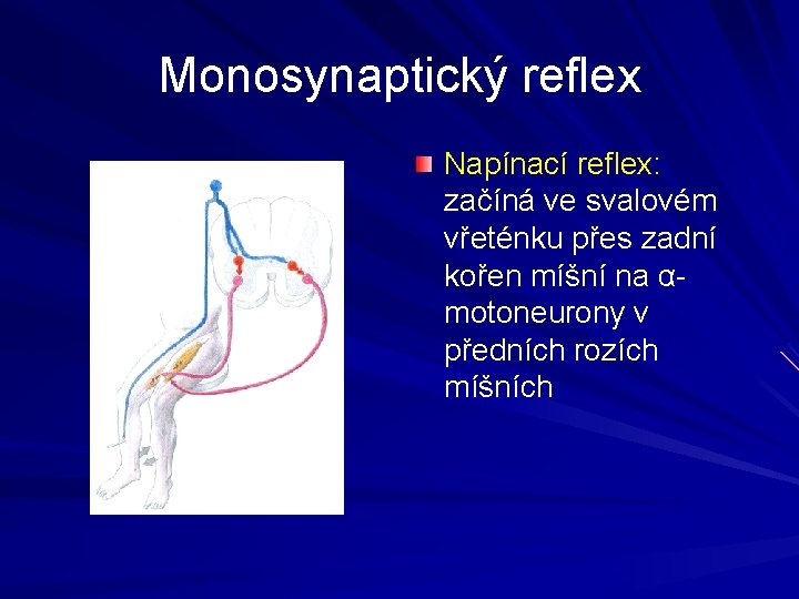 Monosynaptický reflex Napínací reflex: začíná ve svalovém vřeténku přes zadní kořen míšní na αmotoneurony