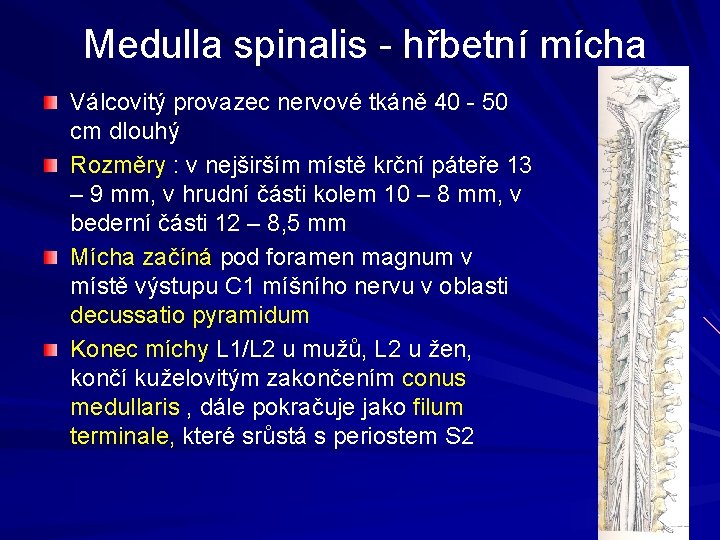  Medulla spinalis - hřbetní mícha Válcovitý provazec nervové tkáně 40 - 50 cm