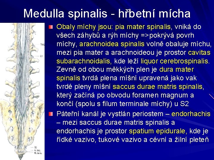 Medulla spinalis - hřbetní mícha Obaly míchy jsou: pia mater spinalis, vniká do všech