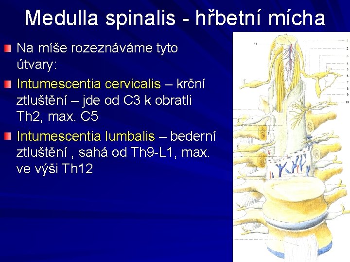 Medulla spinalis - hřbetní mícha Na míše rozeznáváme tyto útvary: Intumescentia cervicalis – krční