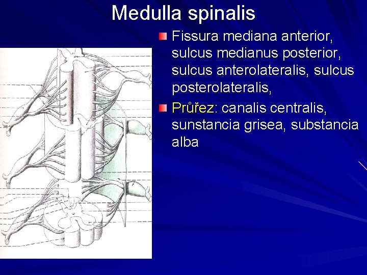 Medulla spinalis Fissura mediana anterior, sulcus medianus posterior, sulcus anterolateralis, sulcus posterolateralis, Průřez: canalis