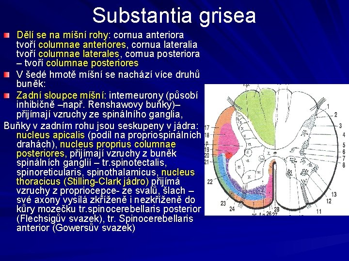Substantia grisea Dělí se na míšní rohy: cornua anteriora tvoří columnae anteriores, cornua lateralia