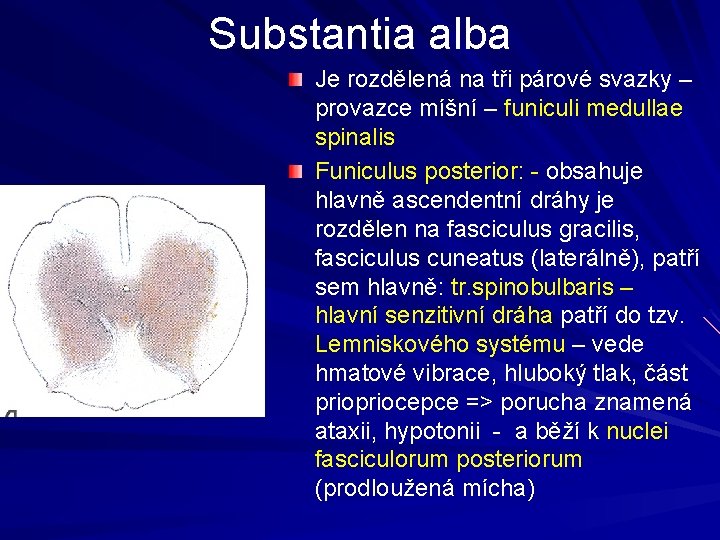 Substantia alba Je rozdělená na tři párové svazky – provazce míšní – funiculi medullae