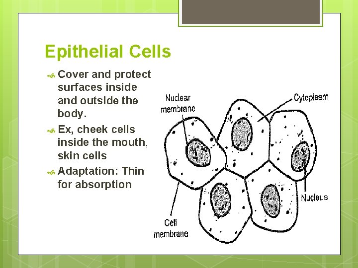 Epithelial Cells Cover and protect surfaces inside and outside the body. Ex, cheek cells