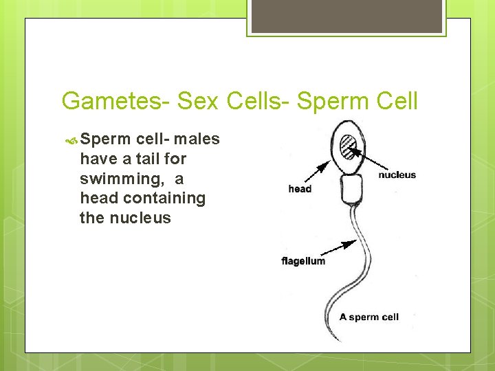 Gametes- Sex Cells- Sperm Cell Sperm cell- males have a tail for swimming, a