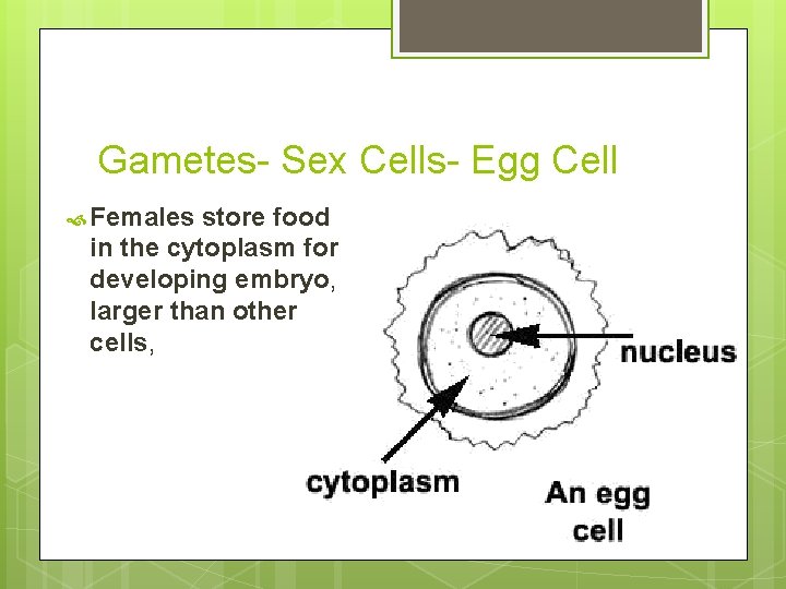 Gametes- Sex Cells- Egg Cell Females store food in the cytoplasm for developing embryo,