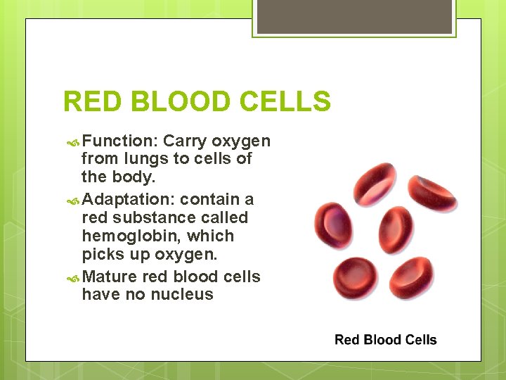 RED BLOOD CELLS Function: Carry oxygen from lungs to cells of the body. Adaptation: