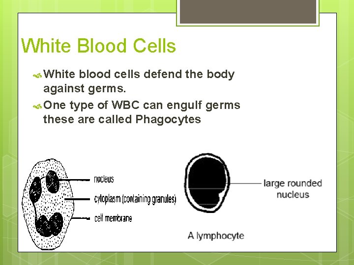 White Blood Cells White blood cells defend the body against germs. One type of