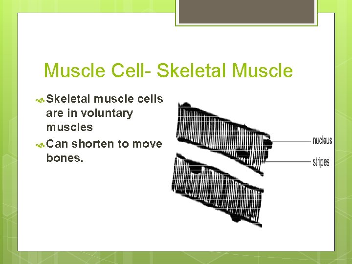 Muscle Cell- Skeletal Muscle Skeletal muscle cells are in voluntary muscles Can shorten to