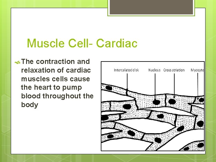 Muscle Cell- Cardiac The contraction and relaxation of cardiac muscles cells cause the heart