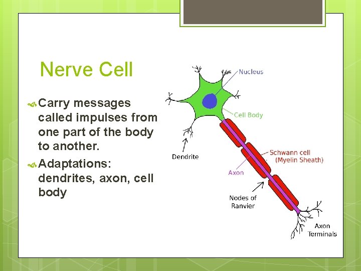 Nerve Cell Carry messages called impulses from one part of the body to another.