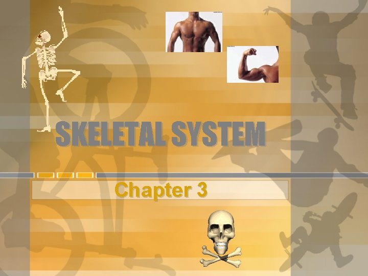 SKELETAL SYSTEM Chapter 3 