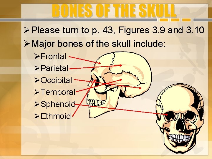 BONES OF THE SKULL Please turn to p. 43, Figures 3. 9 and 3.