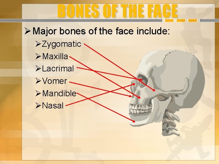 BONES OF THE FACE Major bones of the face include: Zygomatic Maxilla Lacrimal Vomer