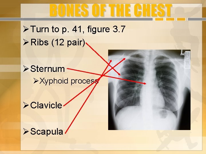 BONES OF THE CHEST Turn to p. 41, figure 3. 7 Ribs (12 pair)