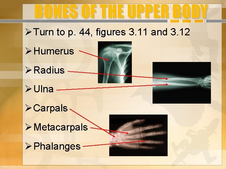 BONES OF THE UPPER BODY Turn to p. 44, figures 3. 11 and 3.