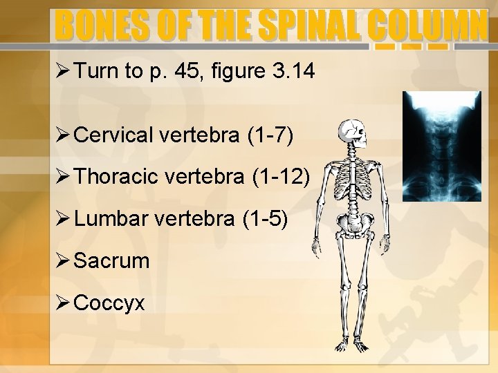 BONES OF THE SPINAL COLUMN Turn to p. 45, figure 3. 14 Cervical vertebra