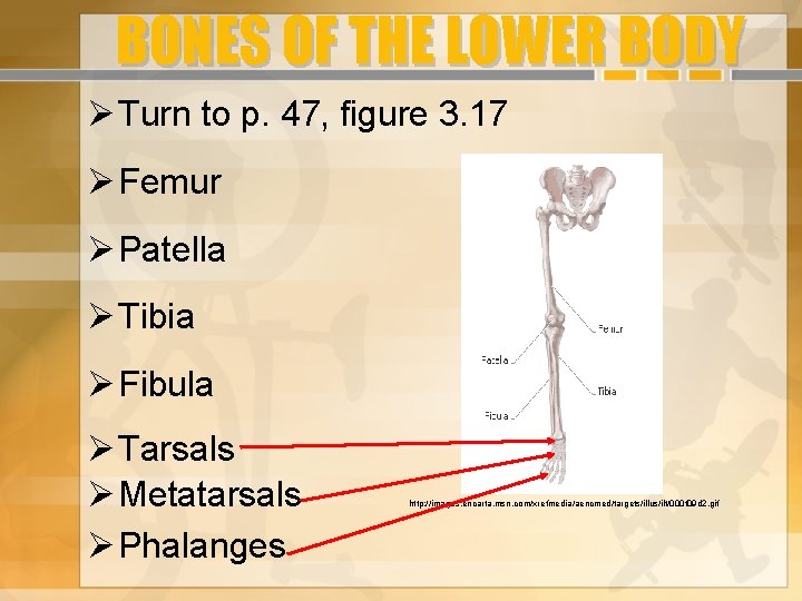 BONES OF THE LOWER BODY Turn to p. 47, figure 3. 17 Femur Patella