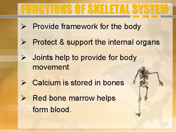 FUNCTIONS OF SKELETAL SYSTEM Provide framework for the body Protect & support the internal