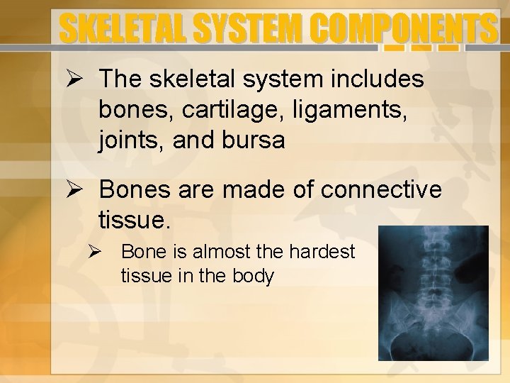 SKELETAL SYSTEM COMPONENTS The skeletal system includes bones, cartilage, ligaments, joints, and bursa Bones