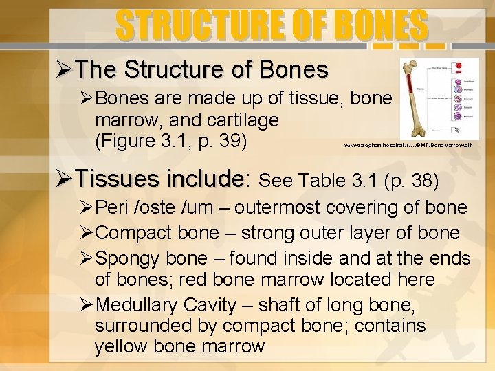 STRUCTURE OF BONES The Structure of Bones are made up of tissue, bone marrow,