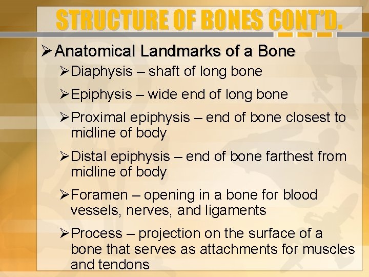 STRUCTURE OF BONES CONT’D. Anatomical Landmarks of a Bone Diaphysis – shaft of long