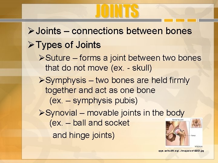 JOINTS Joints – connections between bones Types of Joints Suture – forms a joint