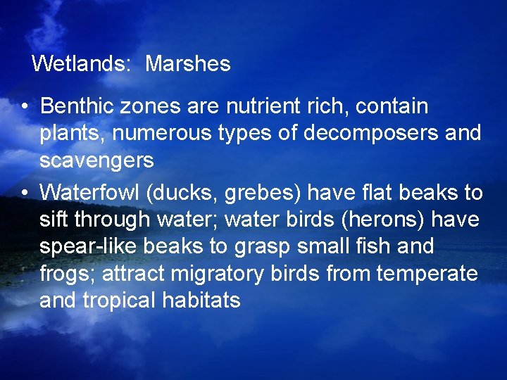 Wetlands: Marshes • Benthic zones are nutrient rich, contain plants, numerous types of decomposers Wetlands: Marshes • Benthic zones are nutrient rich, contain plants, numerous types of decomposers