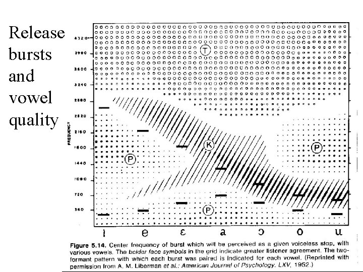 Release bursts and vowel quality 